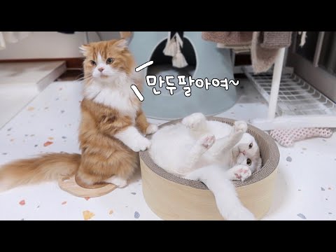 猫咪沮丧的原因